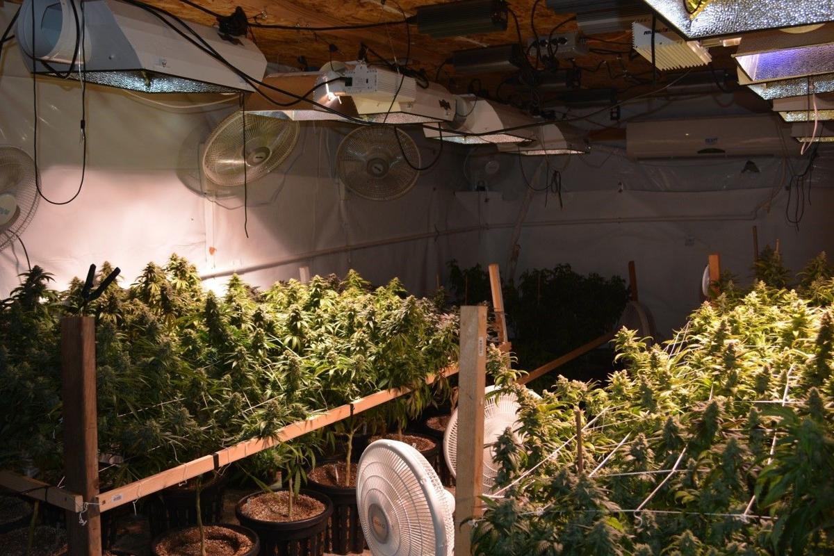 Illegal marijuana growing operation found near Royal City ...