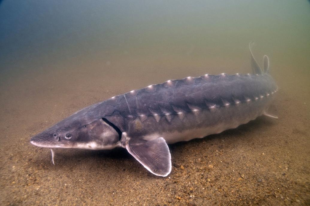 What Size Sturgeon Can You Keep In Washington at Claudia Fontaine blog