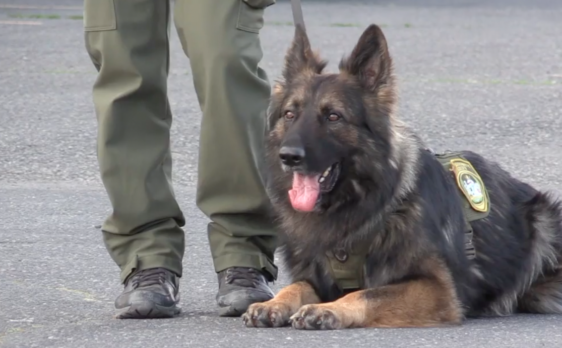 almost heaven k9 training