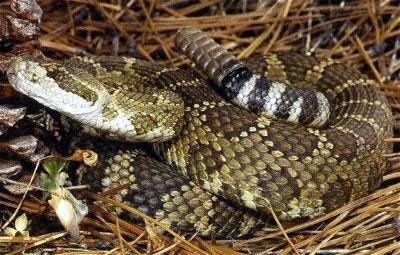 rattlesnakes rattlesnake ifiberone