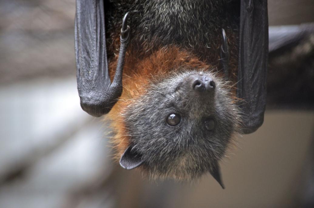 Rabid bat found Wednesday near Waterville | Columbia Basin | ifiberone.com