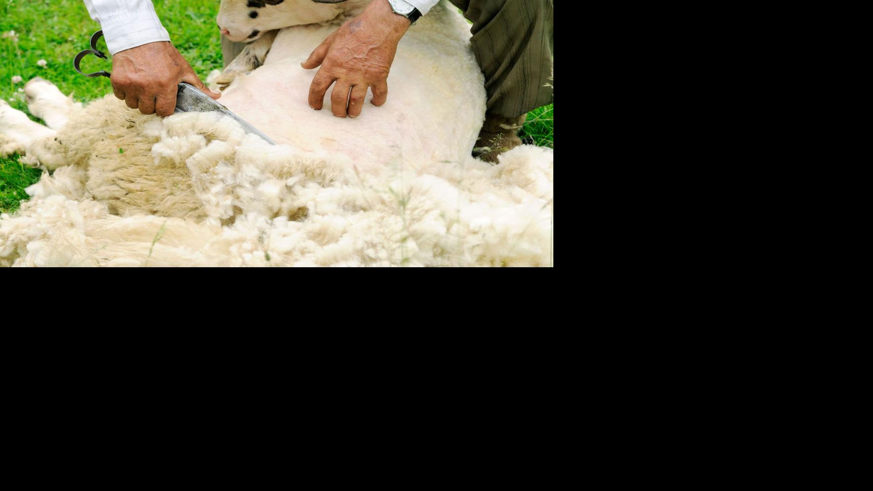 Washington State Sheep Shearing School returns to Moses Lake iFIBER ONE News