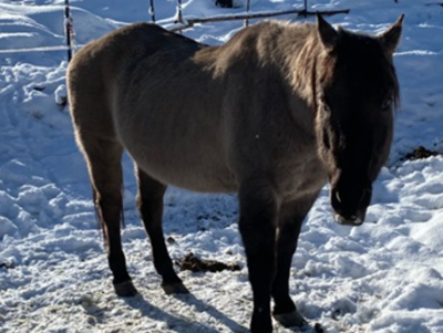 Screen Shot 2023-01-26 at 7.30.24 AM.png