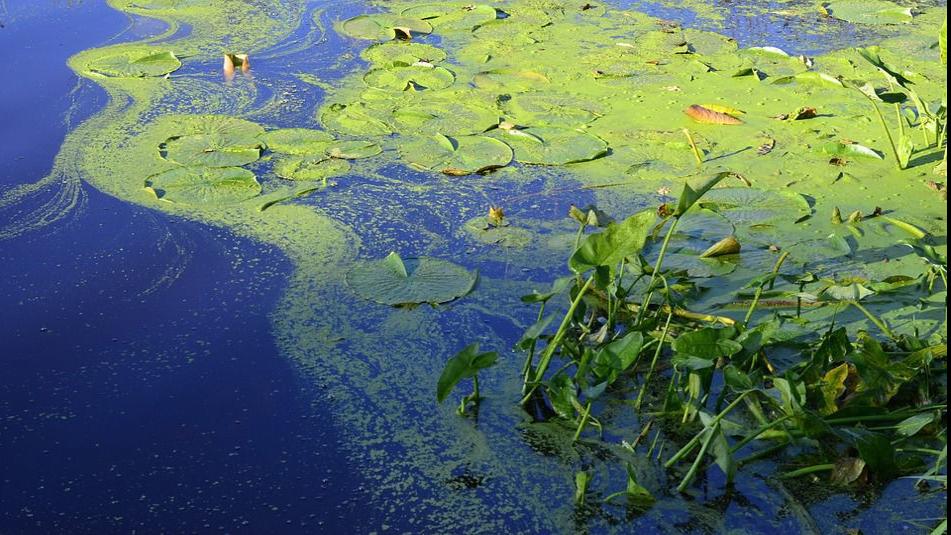 Toxic algae bloom detected at north Moses Lake boat launch, stay away