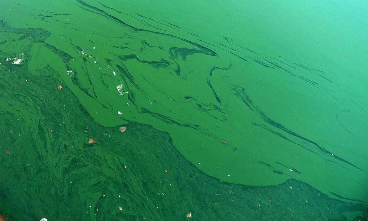 Grant County health officials lift alert for toxic bluegreen algae in