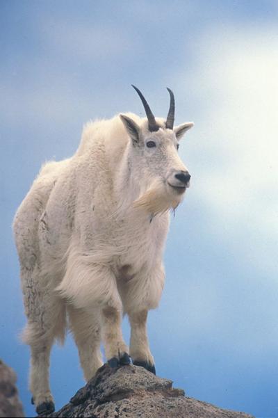 Mountain goat relocation to North Cascades begins | Columbia Basin