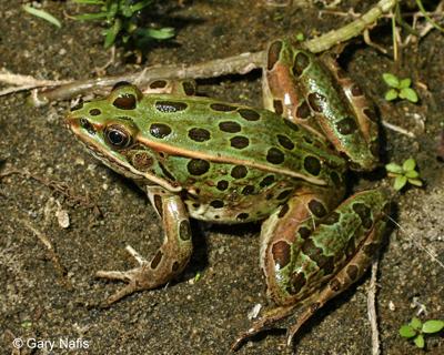 northern leopard frogs