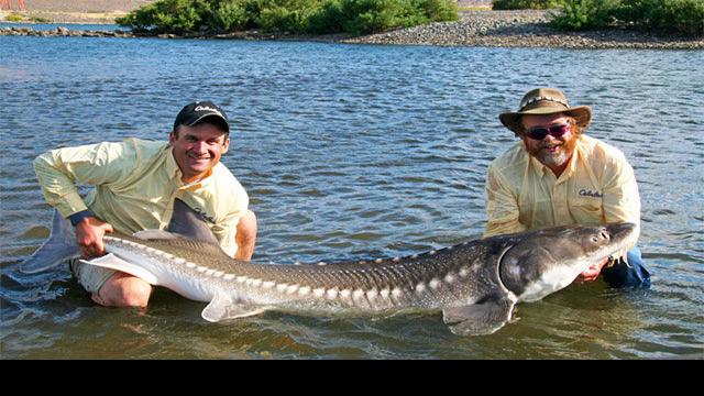 White Sturgeon Fishing Open On North End Of Lake Roosevelt Columbia Basin Ifiberone Com