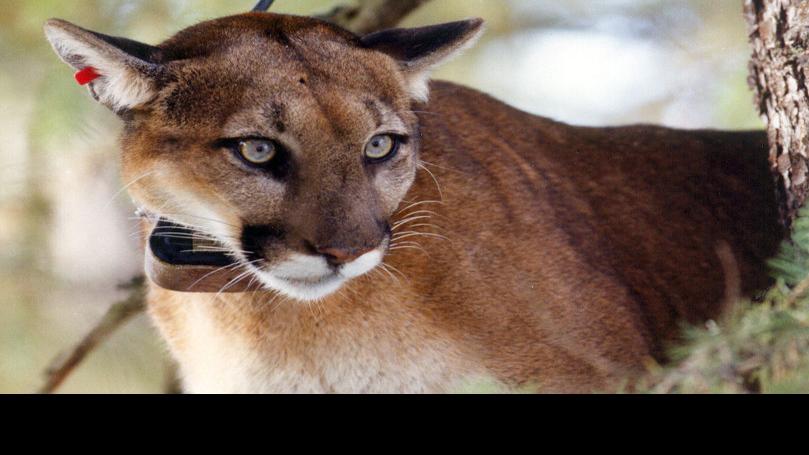 Wdfw Discussing Recommendations For The Fall 2020 Cougar Season