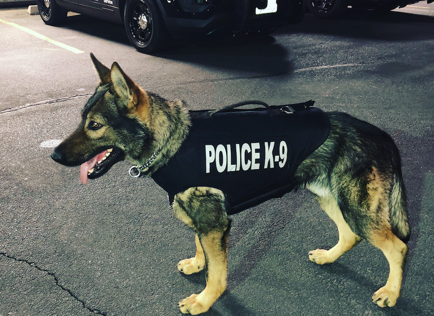 police k9