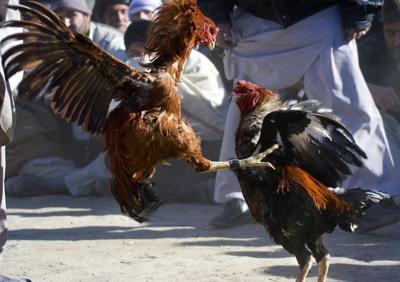 Evidence Of Cockfighting Found After Malaga Shed Fire Ifiber One News Ifiberone Com People would always like to play games with their friends and family. malaga shed fire