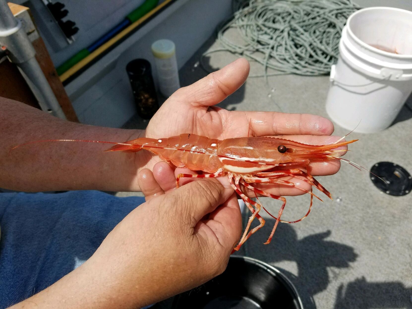 spot shrimp hood canal