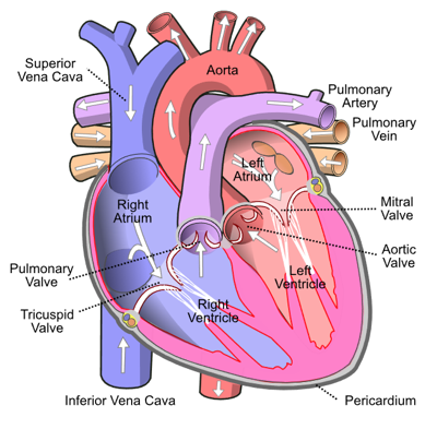 Medical Specialists Take Kids On A Museum Tour Of The Human Heart Columbia Basin Ifiberone Com Medical Specialists Take Kids On A Museum Tour Of The Human Heart Columbia Basin Ifiberone Com