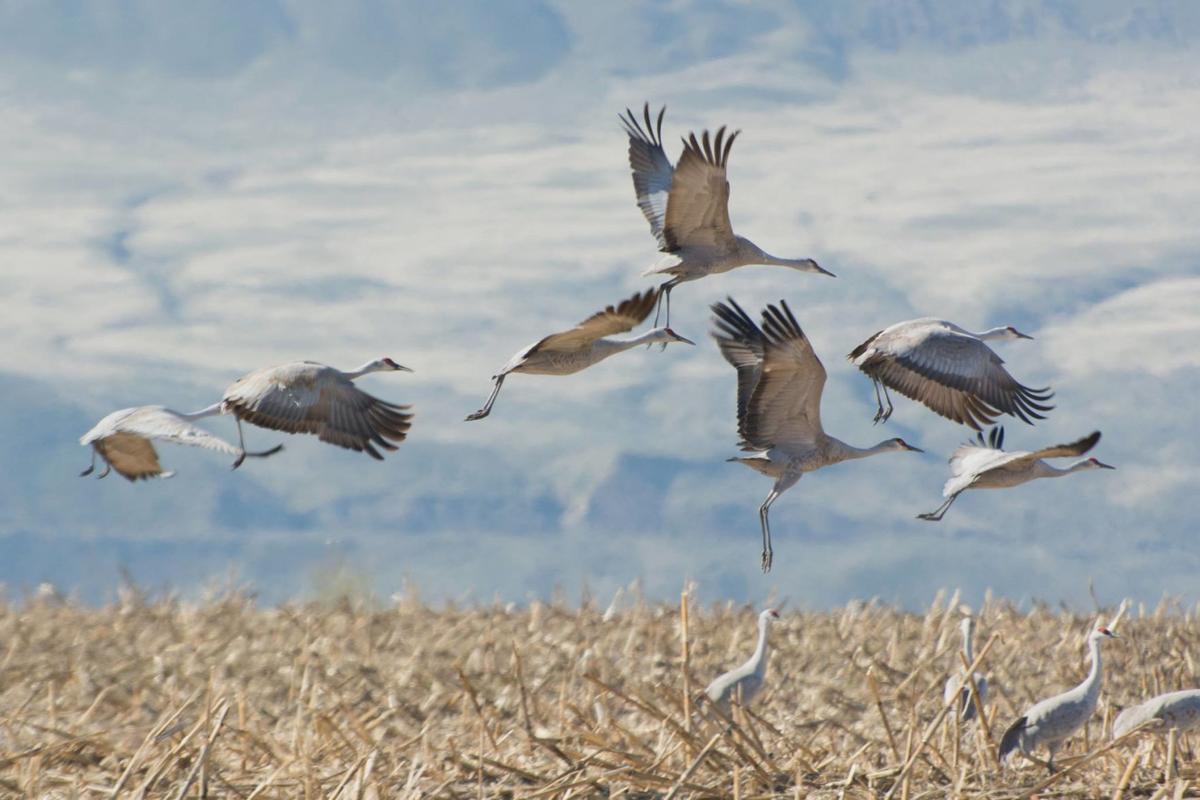 23rd annual Othello Sandhill Crane Festival returns March 2022