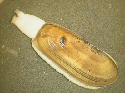 Razor clam