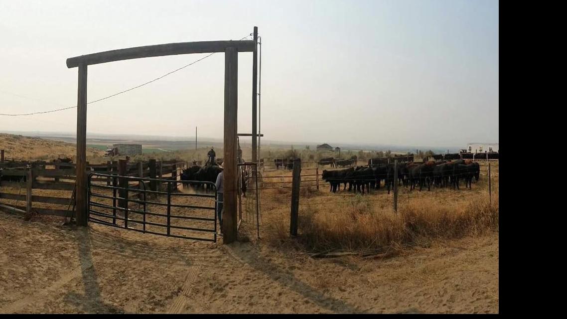 Report Easterday Farms declares bankruptcy days after Tyson Foods filed lawsuit over missing