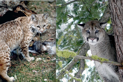 Wild Cat Suspected Of Taking Peshastin Livestock Ifiber One News