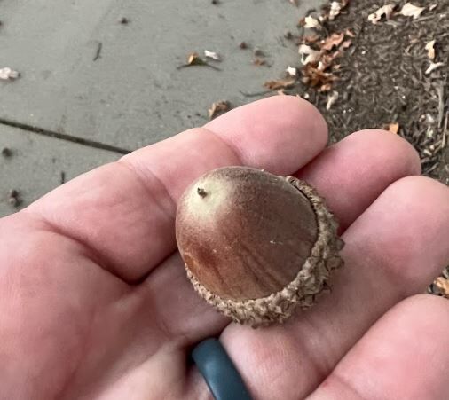 big acorn.JPG