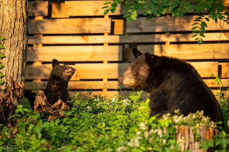 Dolly, a North Asheville bear that has been breaking into homes, will not be euthanized, the N.C. Wildlife Resources Commission said.