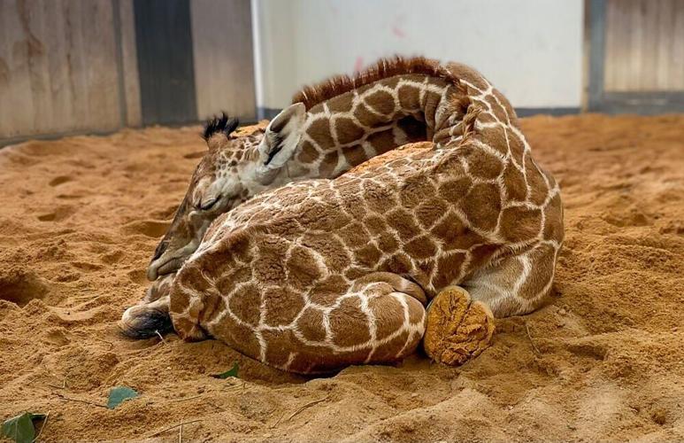 Giraffe_Calf_Lying_Down_1MB.jpg