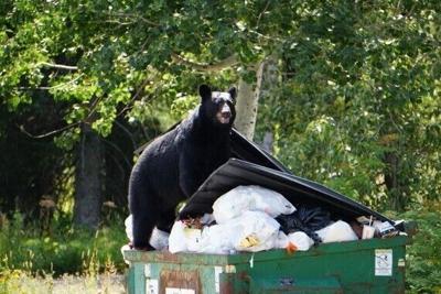 Black bear