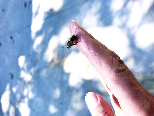 beekeepers 3