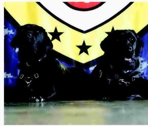 New partner brings comfort to Fayetteville fire crews