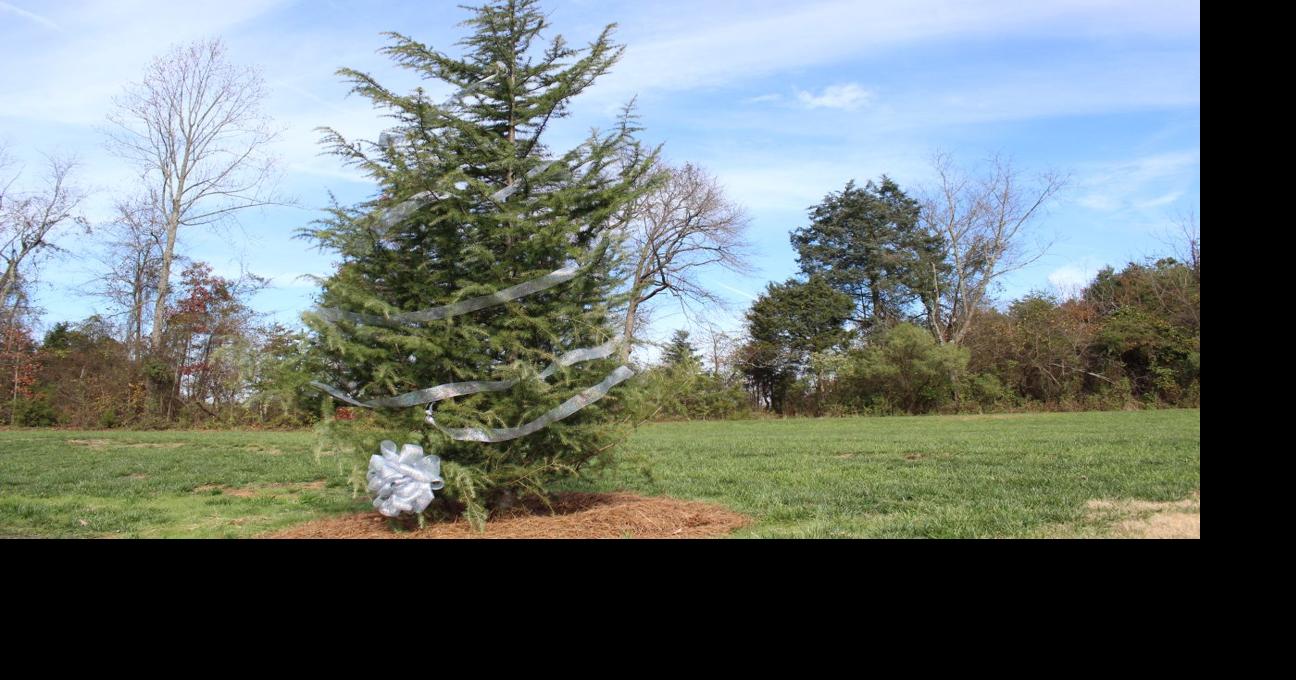 Hospice Tree celebrates life