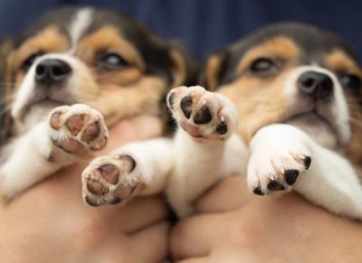 080522-lna-news-brief-beagles-p1