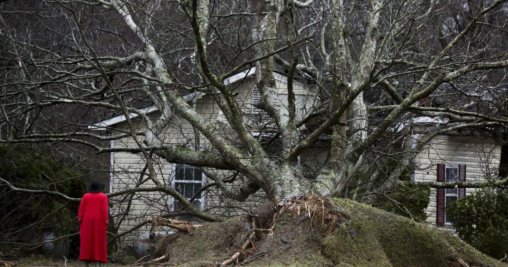 Replanting trees in the aftermath of natural disasters | Across the Sky podcast - Vimarsana News