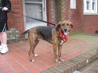 05-20 Pet of the Week Tucker
