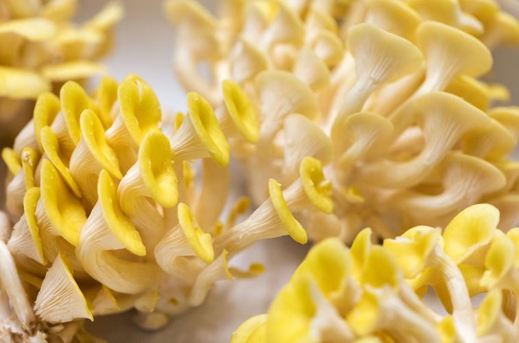 R&R Mushrooms oyster