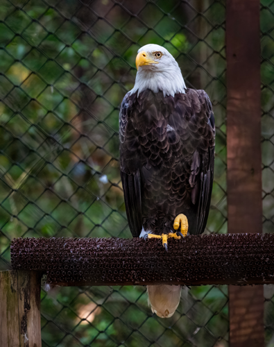 Carolina Raptor Center