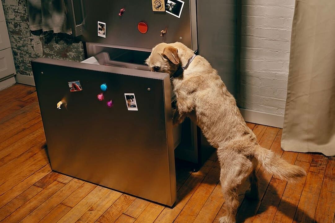 How long does fresh dog food last in the fridge?