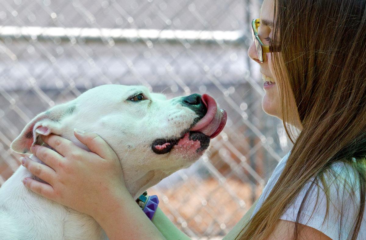 Guilford County animal shelter