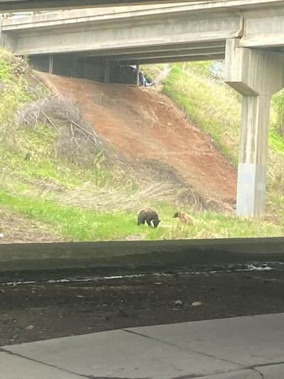 051024-mis-nws-bears-killed-01