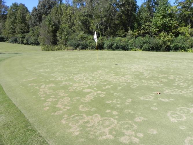 Updates on Turfgrass Disease Management in NC
