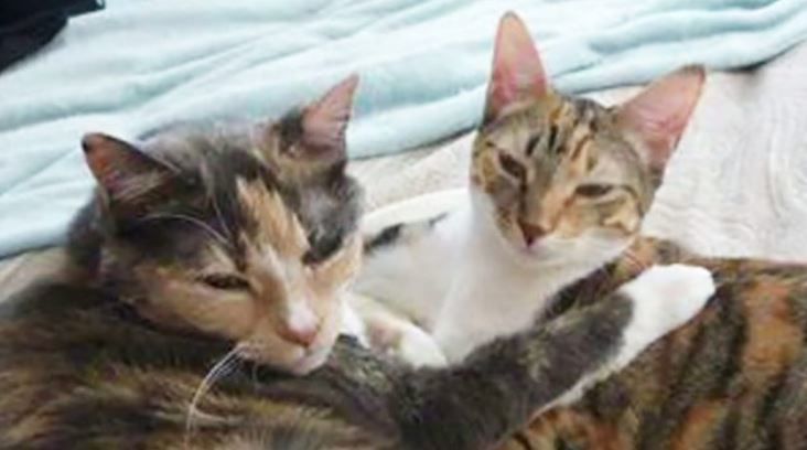 Cats reunited with family after fatal wreck