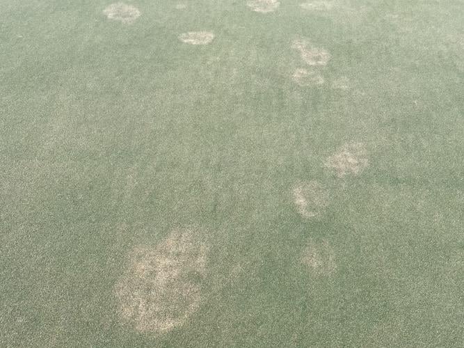 Updates on Turfgrass Disease Management in NC