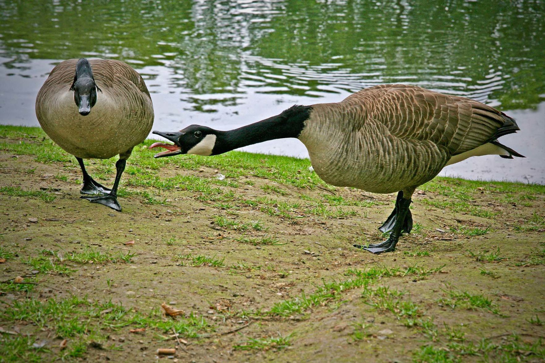 Canada goose 800 n michigan zoo hotsell