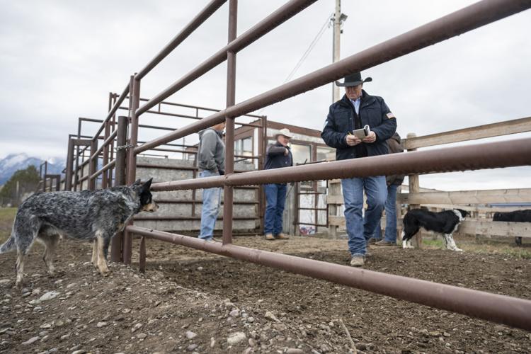 Yellowstone Livestock 2
