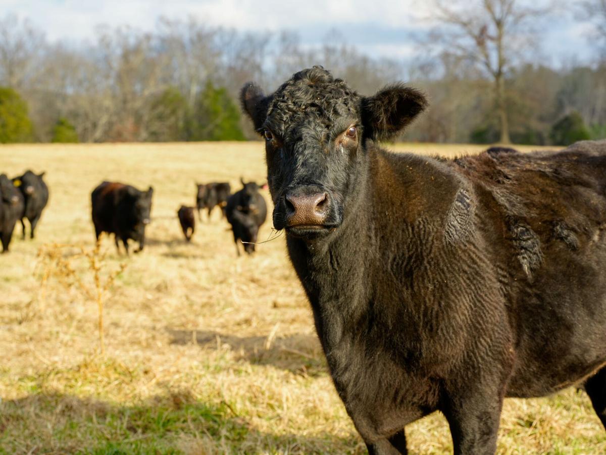 Cows at Triple Ridge Ranch
