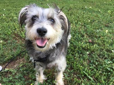 Pet of the Week Roscoe