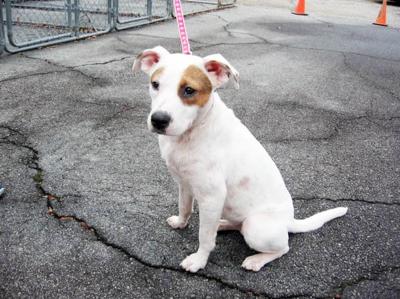 Pet of the Week Amber