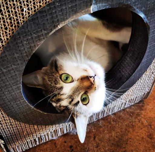 Mac Tabby Cat Café