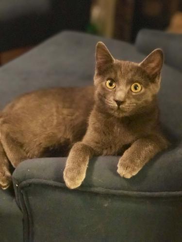 Pet of the Week Gracie
