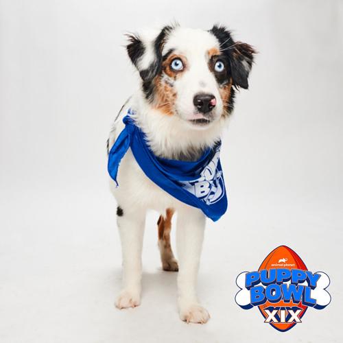 Cheeky Tinker_Green Dogs Unleashed_Fluff.jpg