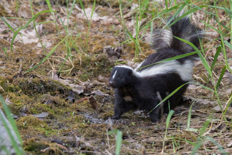 Guilford County Confirms Tenth Case of Animal Rabies in 2026