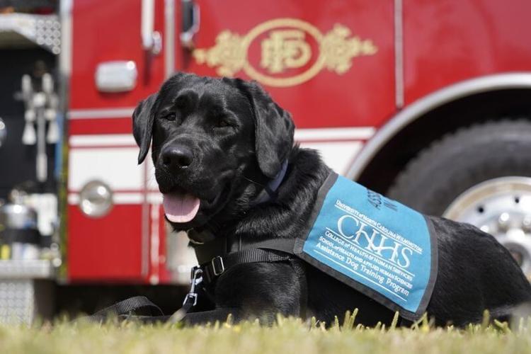 Lucy, a crisis response dog, officially became part of the Fayetteville Fire Department during a vesting ceremony Wednesday, April 8, 2026, at Fire Station 14 on Langdon Street in Fayetteville.