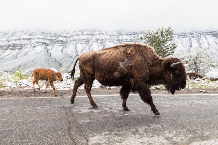 A bison cow and calf walk in the road in Yellowstone National Park.
